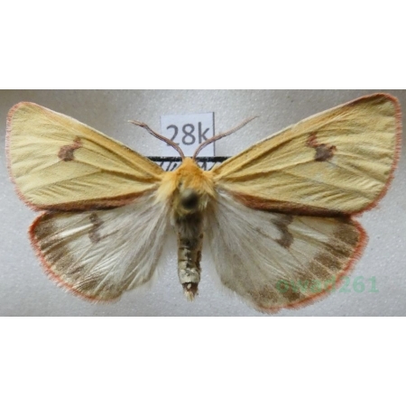 Diacrisia sannio (Linnaeus, 1758) male Niedźwiedziówka jastrzębica Czech28k